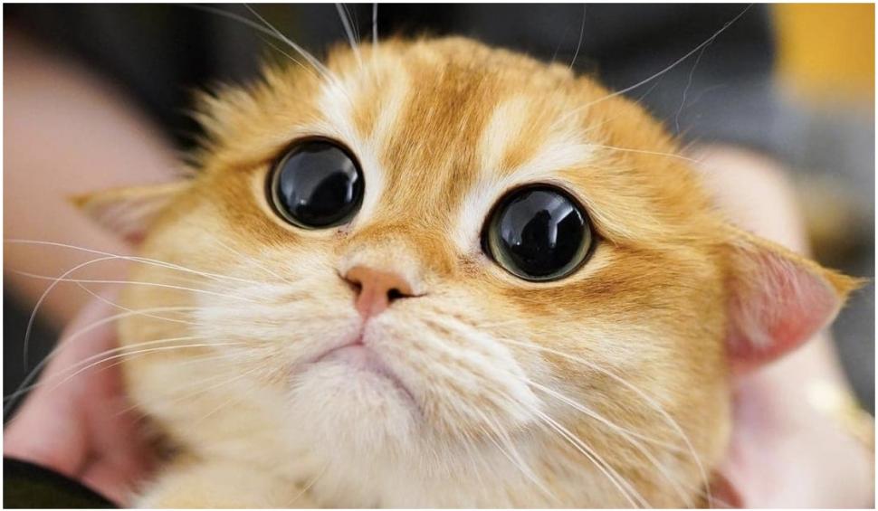 O pisică identică cu Puss in Boots din Shrek a cucerit internetul. Pisco are peste jumătate de milion de fani pe Instagram 739313