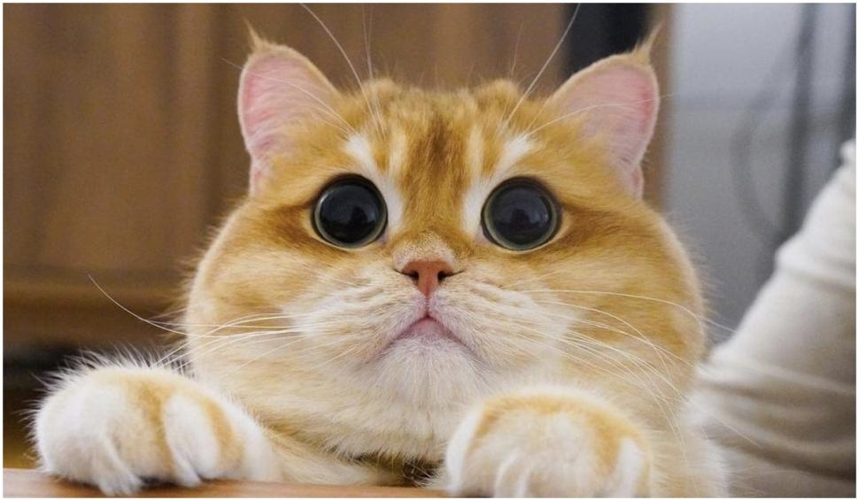 O pisică identică cu Puss in Boots din Shrek a cucerit internetul. Pisco are peste jumătate de milion de fani pe Instagram 739314