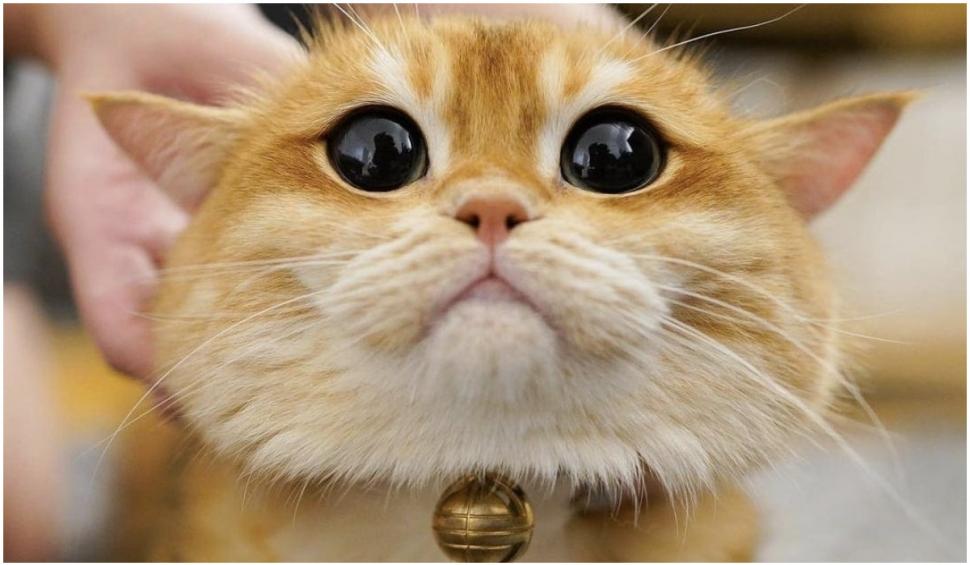 O pisică identică cu Puss in Boots din Shrek a cucerit internetul. Pisco are peste jumătate de milion de fani pe Instagram 739315