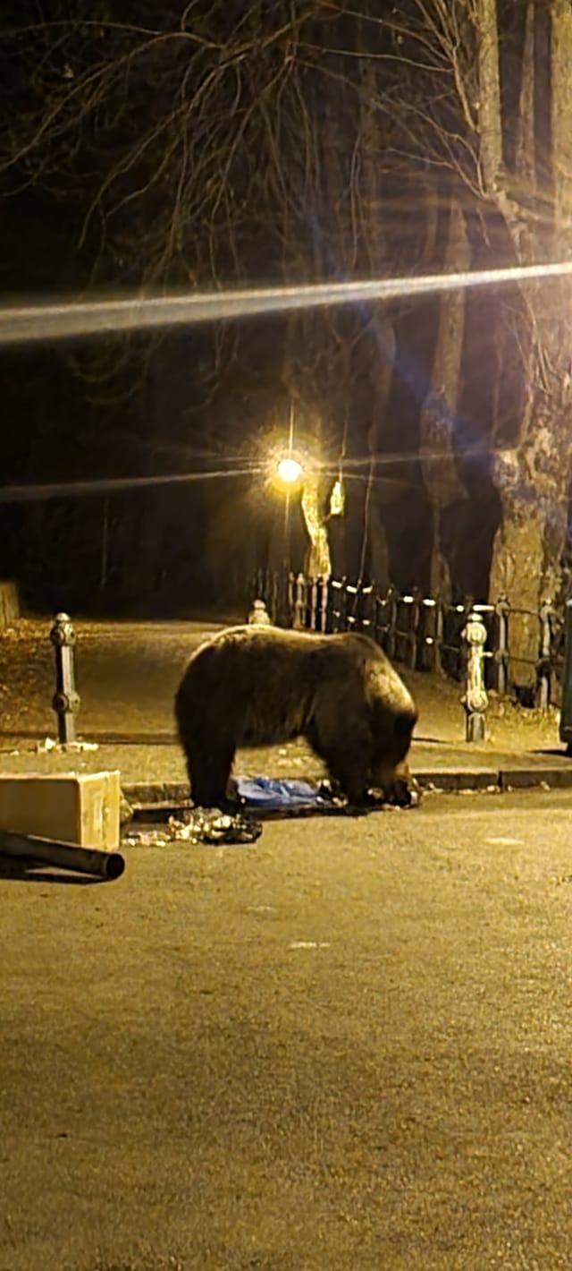 Doi turiști din Ucraina, atacați de urs în zona Castelului Peleș. Reacţia primarului din Sinaia 739395