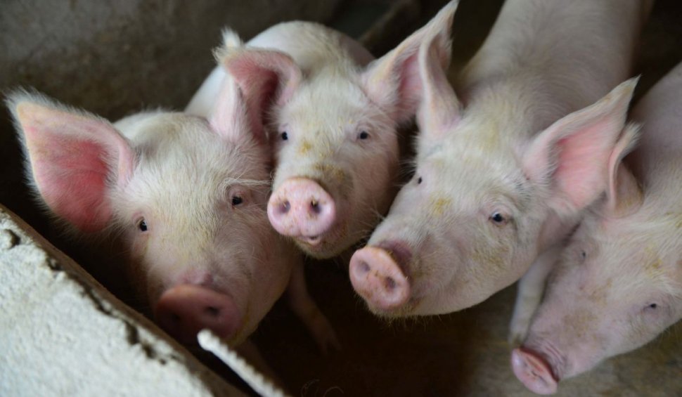 Legea porcului, contestată de săteni: Nu au voie mai mult de cinci animale, iar ca să le vândă trebuie să-și facă firmă