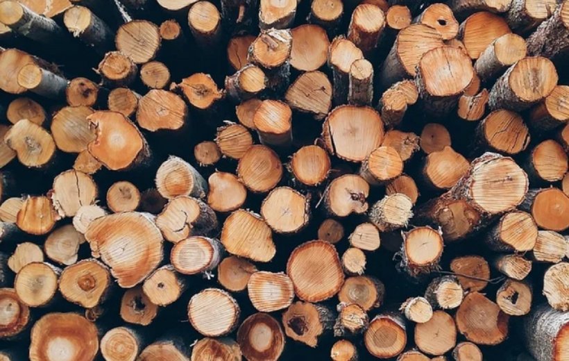 ​TVA redus la 5% pentru lemnele de foc. Klaus Iohannis a promulgat legea