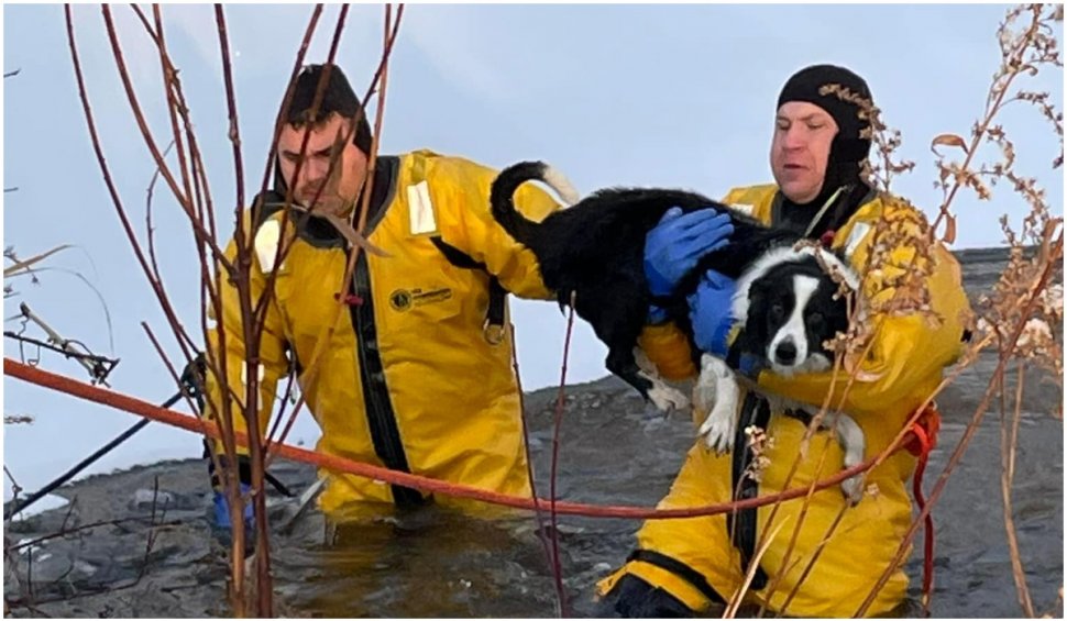 Câine salvat de pompierii din New York dintr-un lac înghețat