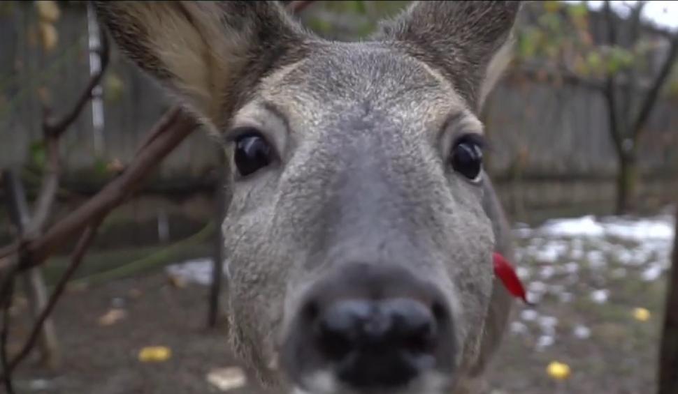 Căprioara ”Mădălina”, animalul sălbatic salvat și crescut de un bărbat din Botoșani în propria curte: ”Am hrănit-o cu lingurița” 740422