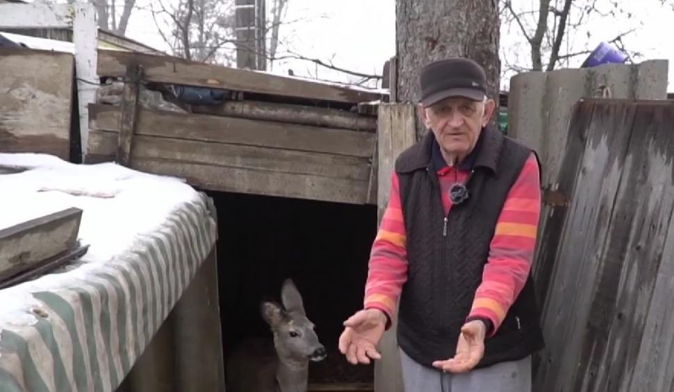 Căprioara ”Mădălina”, animalul sălbatic salvat și crescut de un bărbat din Botoșani în propria curte: ”Am hrănit-o cu lingurița” 740423