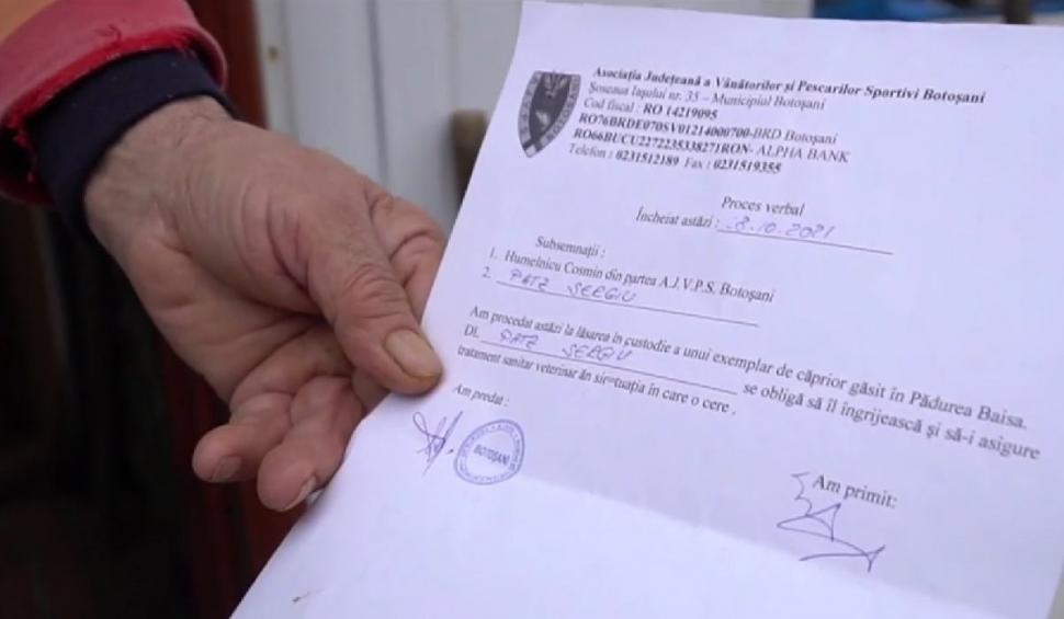 Căprioara ”Mădălina”, animalul sălbatic salvat și crescut de un bărbat din Botoșani în propria curte: ”Am hrănit-o cu lingurița” 740424