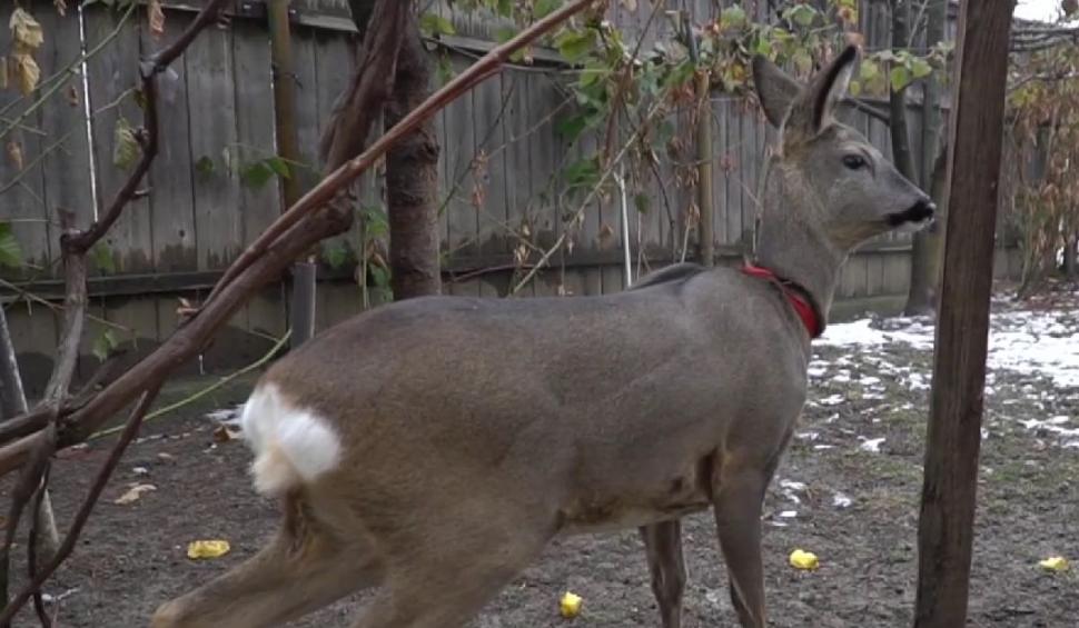 Căprioara ”Mădălina”, animalul sălbatic salvat și crescut de un bărbat din Botoșani în propria curte: ”Am hrănit-o cu lingurița” 740425