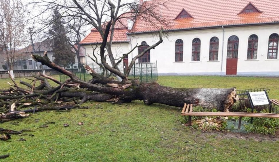 Stejarul plantat de Arsenie Boca în curtea liceului unde a învățat s-a prăbuşit din senin