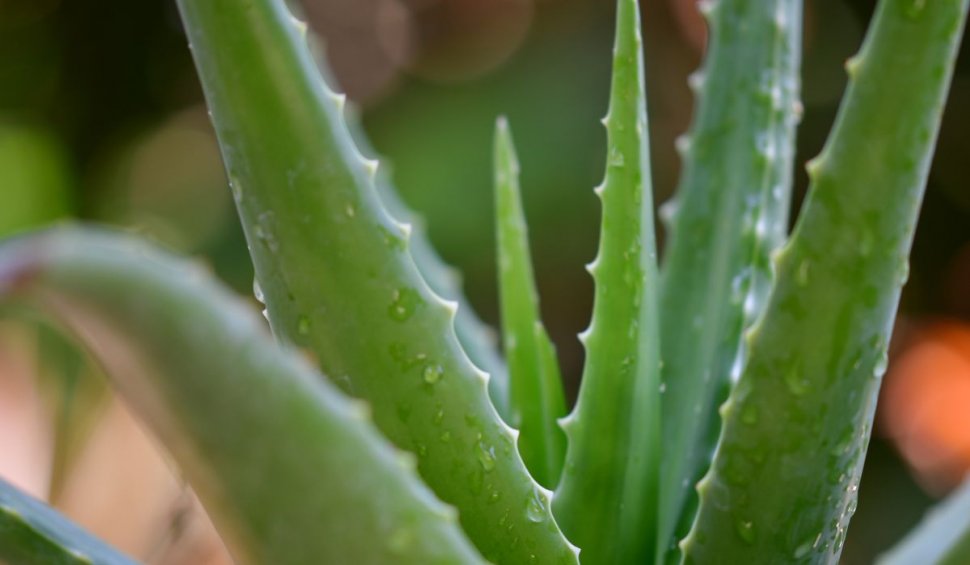 Cum se îngrijeşte corect planta de Aloe Vera