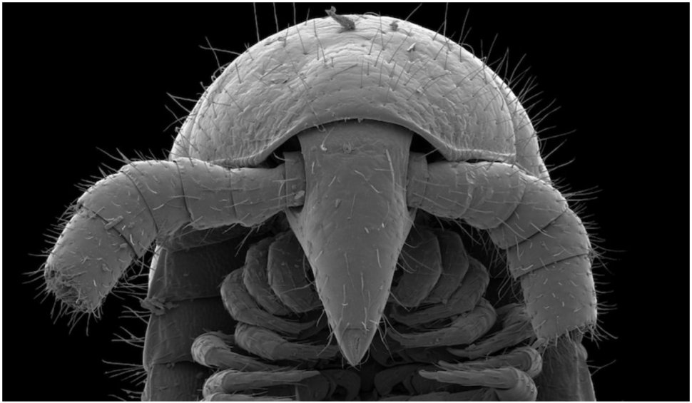 Un nou record mondial: Primul miliped cu peste 1.000 de picioare