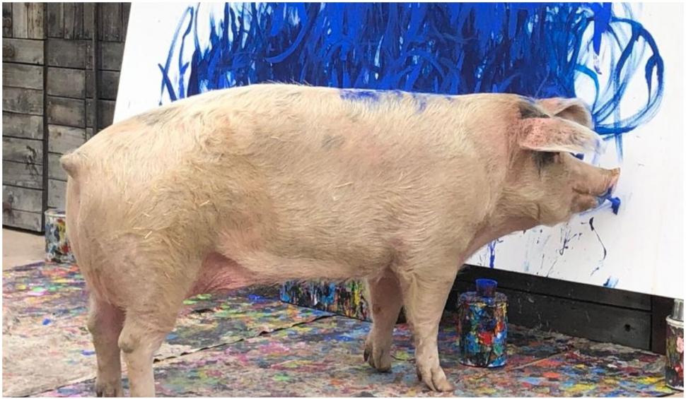 Pigasso: cel mai talentat pictor purcel. Cea mai recentă opera a sa a fost vândută cu 20.000 de lire sterline 741822