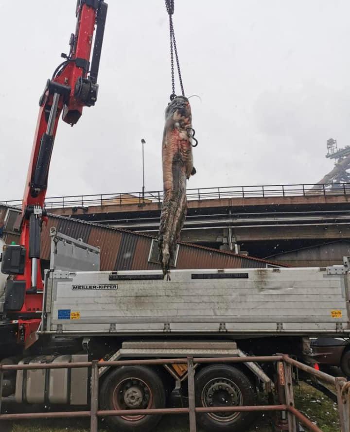 Somn uriaş de Dunăre, scos cu macaraua dintr-o conductă a uzinei chimice din Linz, Austria 741814