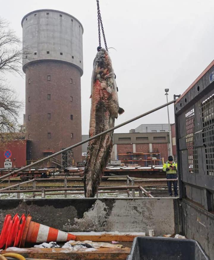 Somn uriaş de Dunăre, scos cu macaraua dintr-o conductă a uzinei chimice din Linz, Austria 741815