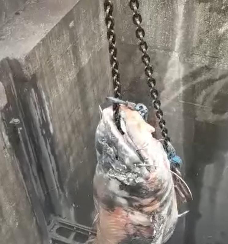 Somn uriaş de Dunăre, scos cu macaraua dintr-o conductă a uzinei chimice din Linz, Austria 741816