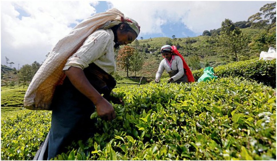 Sri Lanka a găsit o metodă inedită de a-şi plăti datoria externă de 251 milione de dolari: în ceai