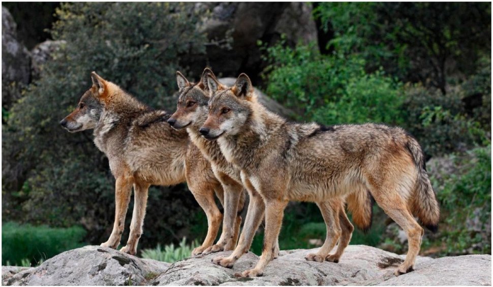 O grădină zoologică, închisă după ce o haită de 9 lupi a evadat, în Franța. Patru animale au fost ucise