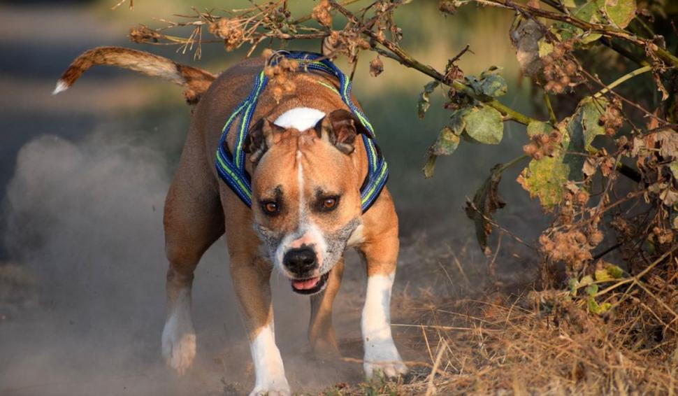 Doi copii plecați la colindat au fost muşcaţi de câini, la Suceava. Cum s-a răzbunat tatăl minorilor pe animale