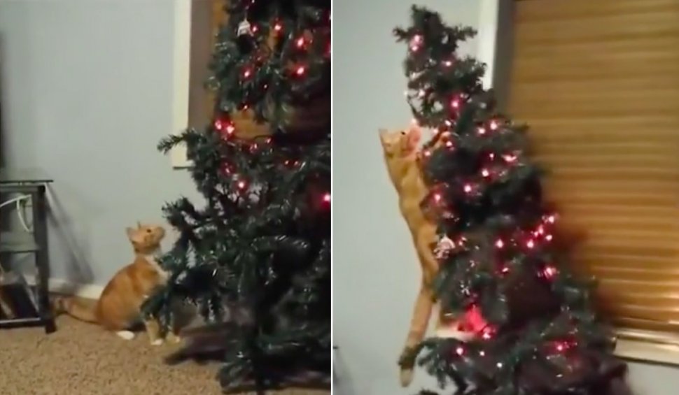 Bradul de Crăciun, principalul inamic al pisicilor! Imagini din toată lumea cu feline care atacă brazi împodobiți