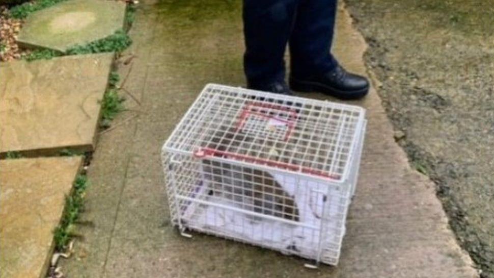 O veveriţă care a atacat și rănit 18 oameni în două zile a fost prinsă în Marea Britanie. Soarta i-a fost pecetluită 743092