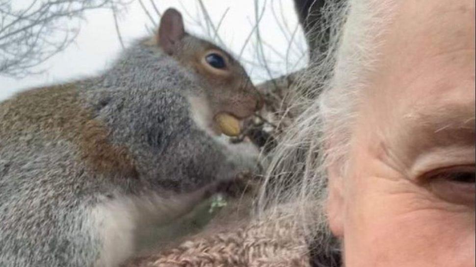 O veveriţă care a atacat și rănit 18 oameni în două zile a fost prinsă în Marea Britanie. Soarta i-a fost pecetluită 743093