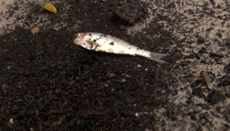 Orașul unde a plouat cu pești înainte de Anul Nou, în SUA. Municipalitatea le-a cerut oamenilor pozele 743440