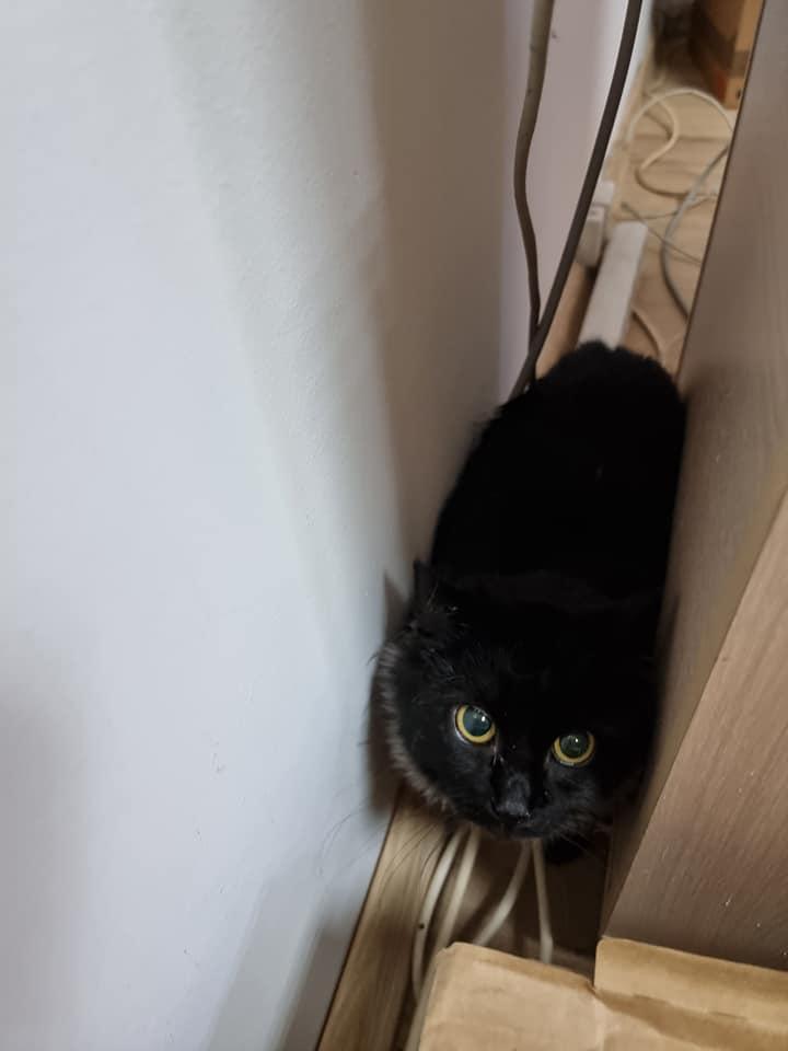 Violeta Vijulie, după ce a fost eliberată de la ANFP: "Vă rog să mă ajutați să găsesc adopție pisicilor" 743964