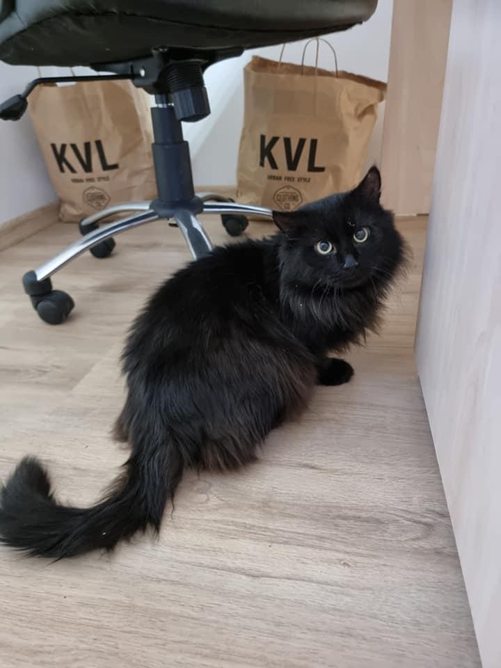 Violeta Vijulie, după ce a fost eliberată de la ANFP: "Vă rog să mă ajutați să găsesc adopție pisicilor" 743965