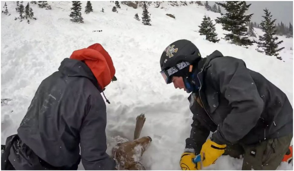 Momentul emoționant în care un câine este salvat, după ce fusese prins sub un morman de zăpadă, într-o avalanșă