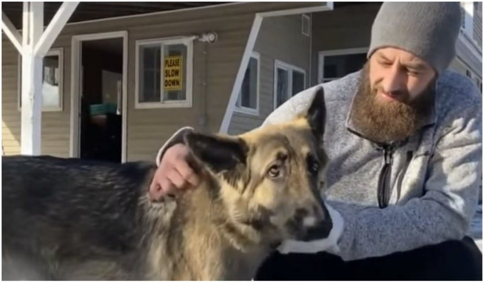 Un câine a devenit erou în SUA: și-a salvat stăpânul după un accident rutier