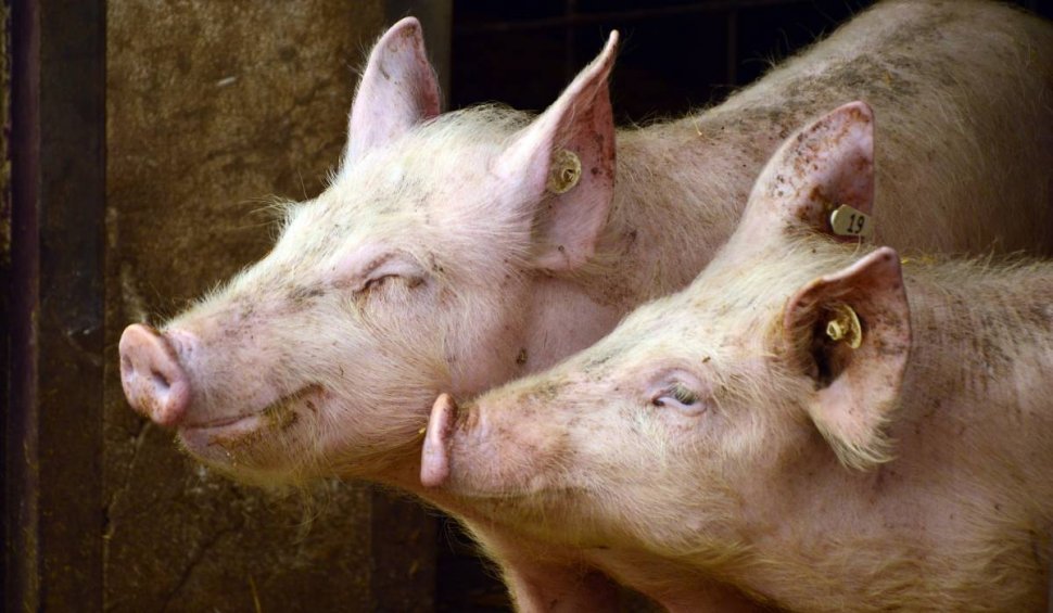 Carnea românească de porc şi pasăre, în pericol de dispariție din cauza creșterii prețului la gaze și energie: ”Situația a ajuns inadmisibilă”