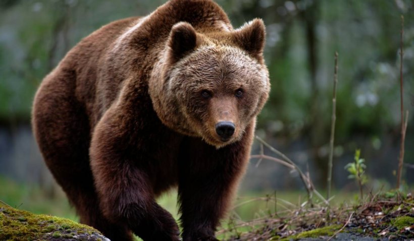 Mesaj RO-Alert la Sinaia: O ursoaică cu pui, în apropierea Castelului Pelișor