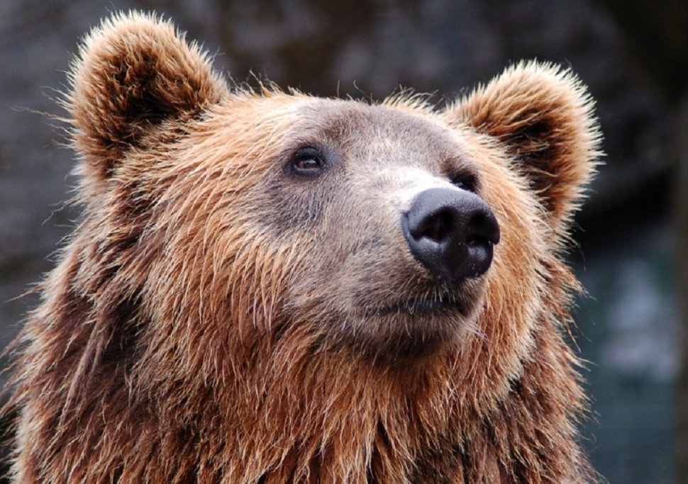 Klaus Iohannis cere Parlamentului să reexamineze legea care permite împușcarea urșilor agresivi
