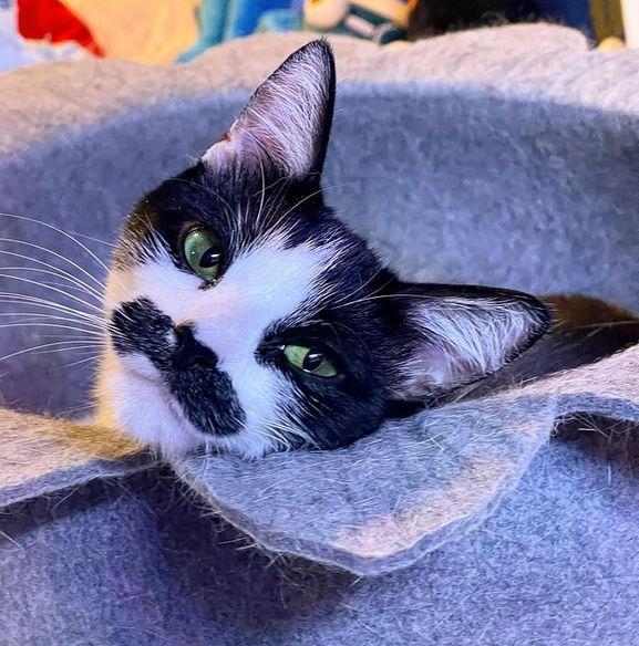 Pisica mustăcioasă care seamănă cu Freddie Mercury a învățat să facă pe mortul. Are zeci de mii de urmăritori pe Instagram și a strâns o avere din donații 744907