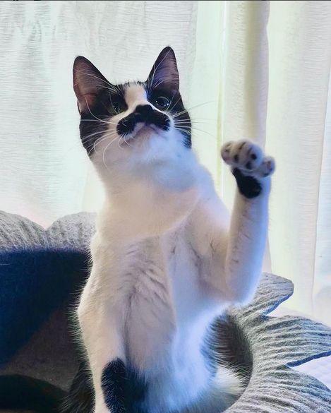 Pisica mustăcioasă care seamănă cu Freddie Mercury a învățat să facă pe mortul. Are zeci de mii de urmăritori pe Instagram și a strâns o avere din donații 744908