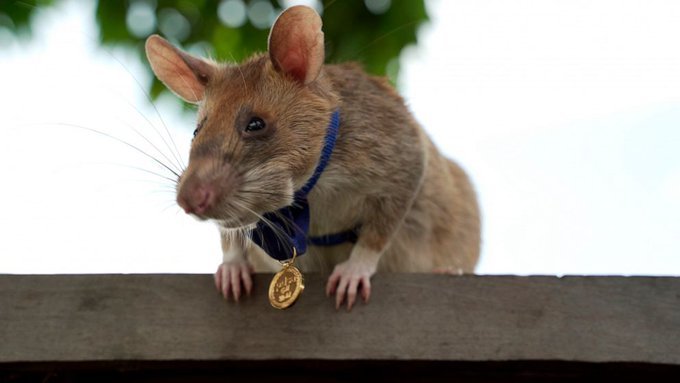 Un șobolan erou, care adulmeca explozivi, a murit de bătrânețe. Deținea o medalie de aur pentru eroism