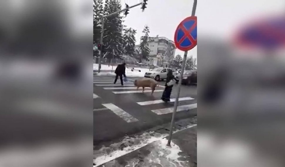 Un porc, filmat în timp ce traversează strada pe o trecere de pietoni din Cluj