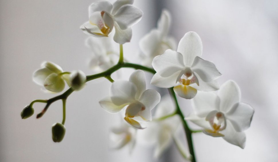 Îngrijire orhidee iarna. Cum se îngrijeşte corect orhideea iarna | Ce nu trebuie să-i faci sub nicio formă, dacă vrei să înflorească tot anul
