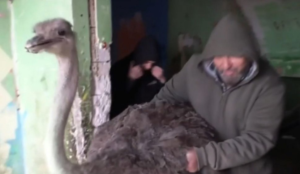 Bărbat din Drobeta-Turnu Severin, care creştea un struţ în apartament, amendat cu 3.000 de lei