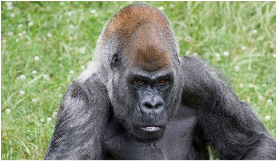 A murit cea mai bătrână gorilă din lume