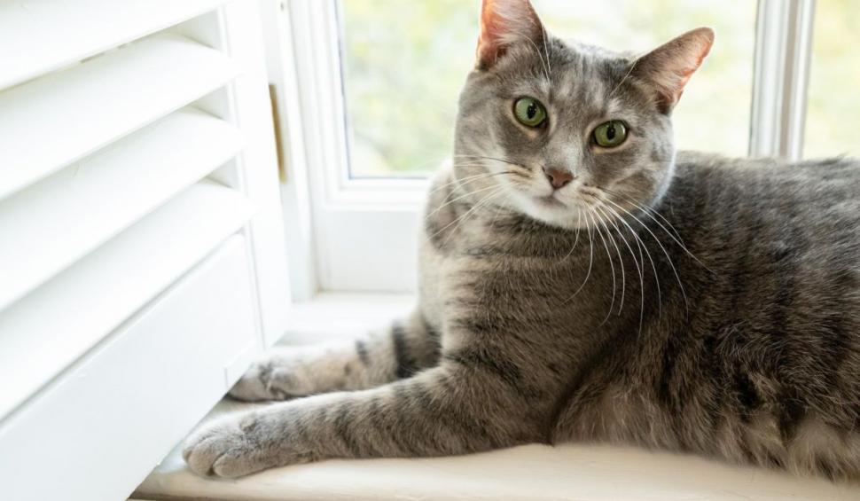 O pisică la Casa Albă. Jill Biden, Prima Doamnă a Statelor Unite, a adoptat-o pe noua locatară 747782