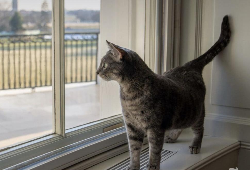 O pisică la Casa Albă. Jill Biden, Prima Doamnă a Statelor Unite, a adoptat-o pe noua locatară 747786