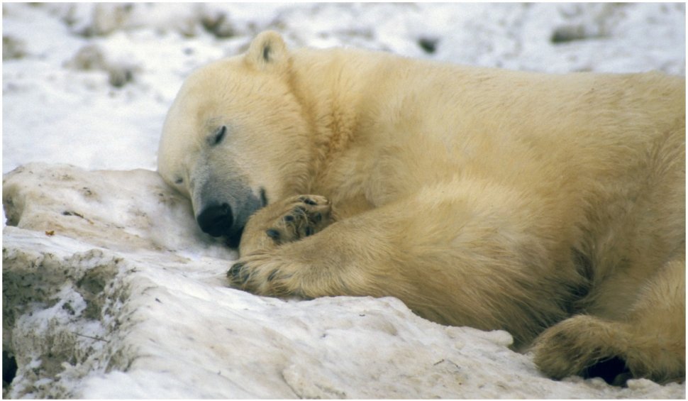 Mai mulți urși polari s-au mutat într-o stație meteorologică abandonată, în Rusia. Imagini impresionante surprinse de un fotograf