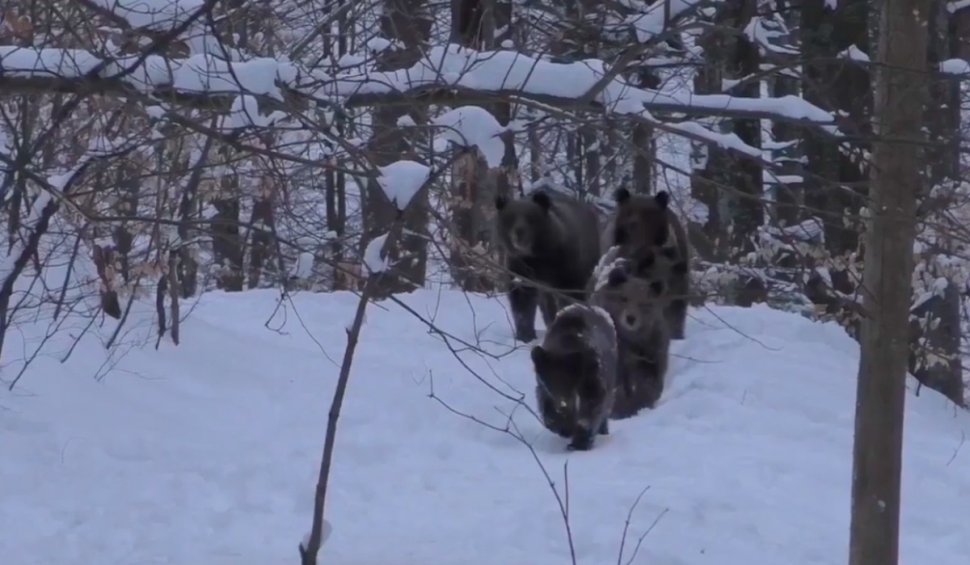 Imagini rare, cu o familie de urși care se plimbă prin zăpadă, surprinse într-o pădure din Maramureș