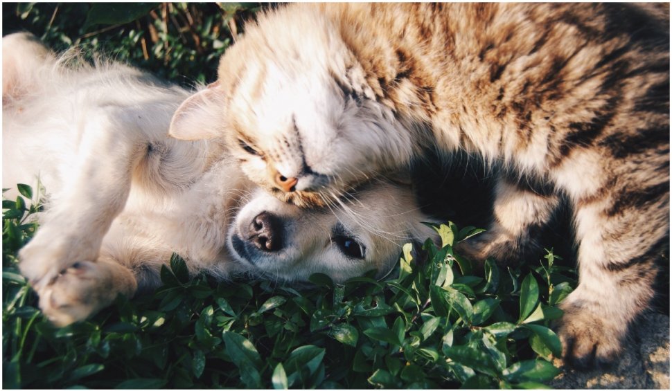 Câini și pisicile se pot îmbolnăvi de COVID? Își pot infecta stăpânii? Iată ce spun experții
