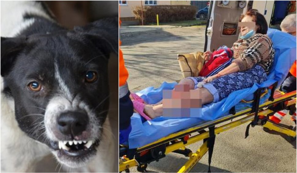Pensionară din Timişoara, atacată în propria curte de câinii vecinei