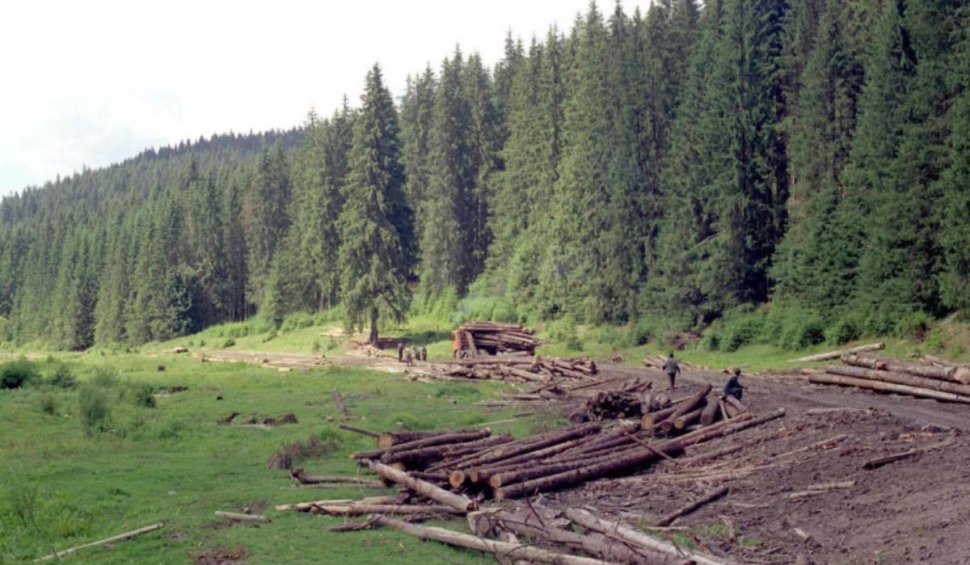 Ministrul Mediului anunță schimbări importante privind exploatarea lemnului în România | Modificări la SUMAL 2.0
