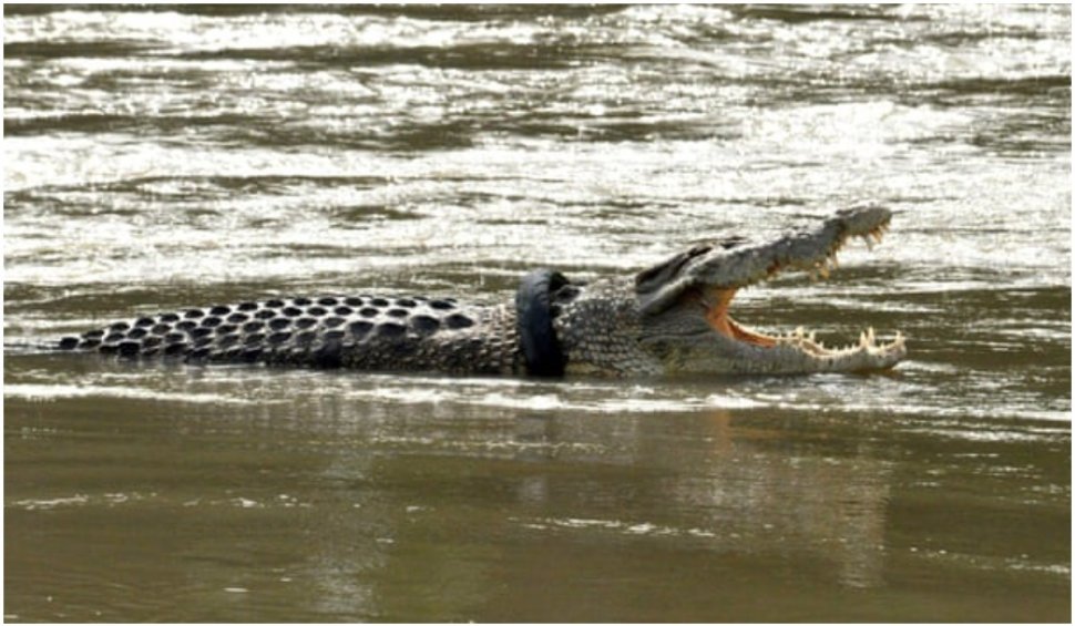 Un crocodil de peste 5 metri, eliberat de localnici după ce a trăit șase ani înfășurat într-un cauciuc