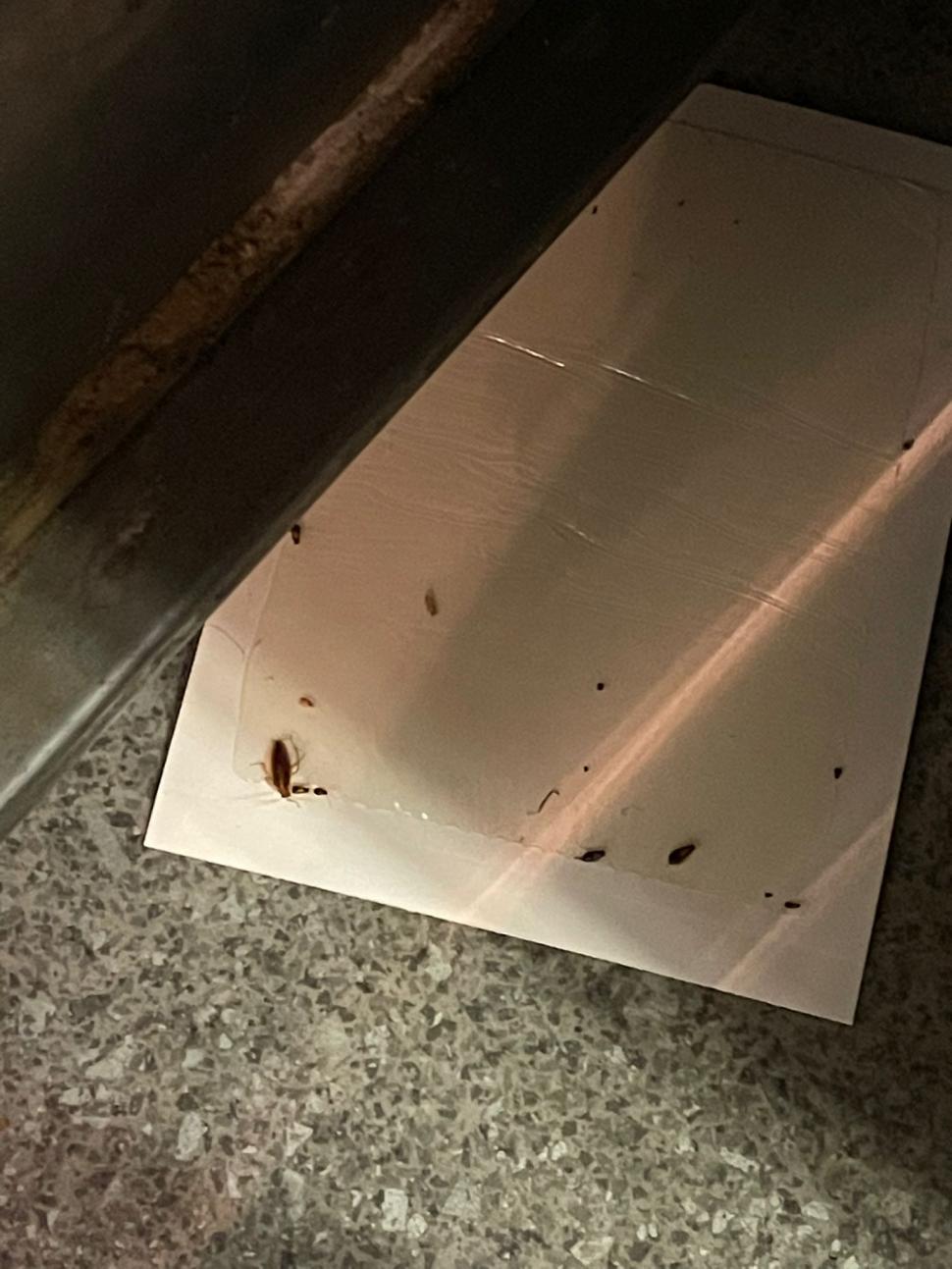 Gândaci, produse expirate și mizerie. Două supermarketuri din București au fost închise 749766