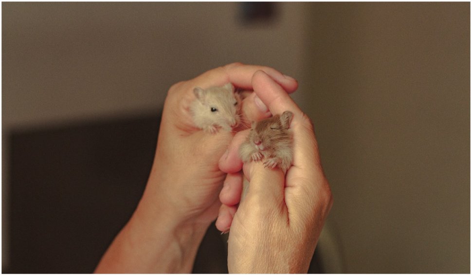 Hamsterii pot transmite COVID-19 oamenilor