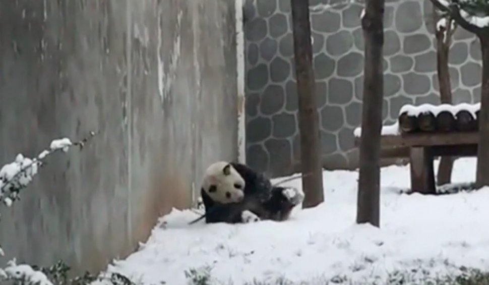 Pui de urși panda care se joacă în zăpadă: Imagini virale în timpul Jocurilor Olimpice de Iarnă